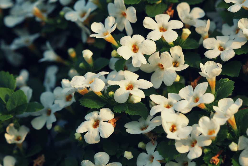 Bacopa monnieri, herb Bacopa is a medicinal herb used in Ayurveda, also known as "Brahmi", a herbal memory